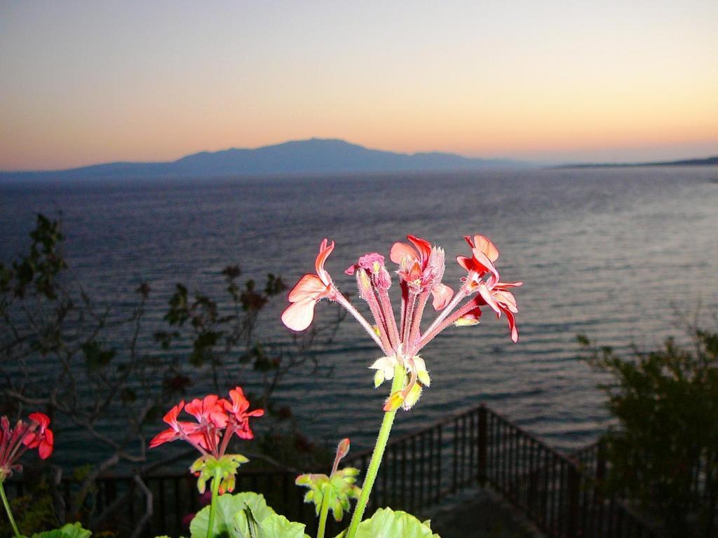 Assos Terrace Hotel Luaran gambar